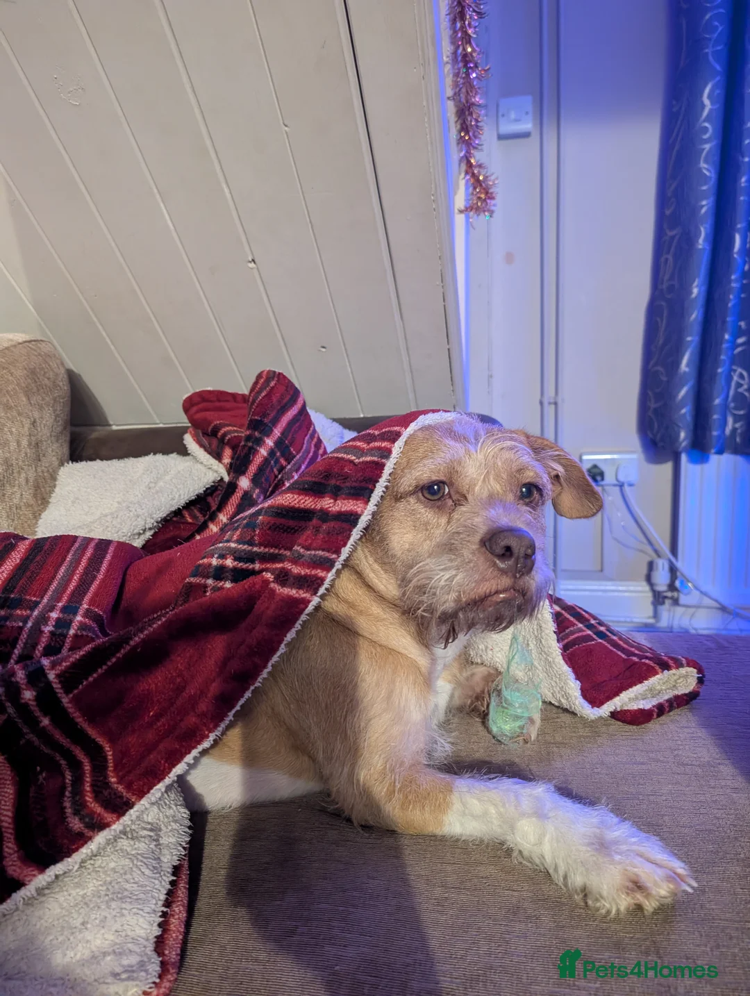 Mixed Breed dogs for sale: Poodle x bulldog for sale - Advert 7