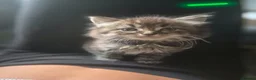 Mixed Breed cats for sale: 4 fluffy,cuddly, family kittens ❤️ - Advert 13