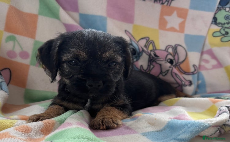 Border Terrier dogs - Advert 1