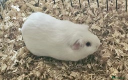 Guinea Pig rodents for sale: pair of california guinea pigs - Image 4