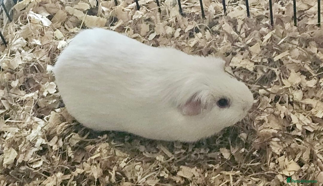 Guinea Pig rodents for sale: pair of california guinea pigs - Image 4