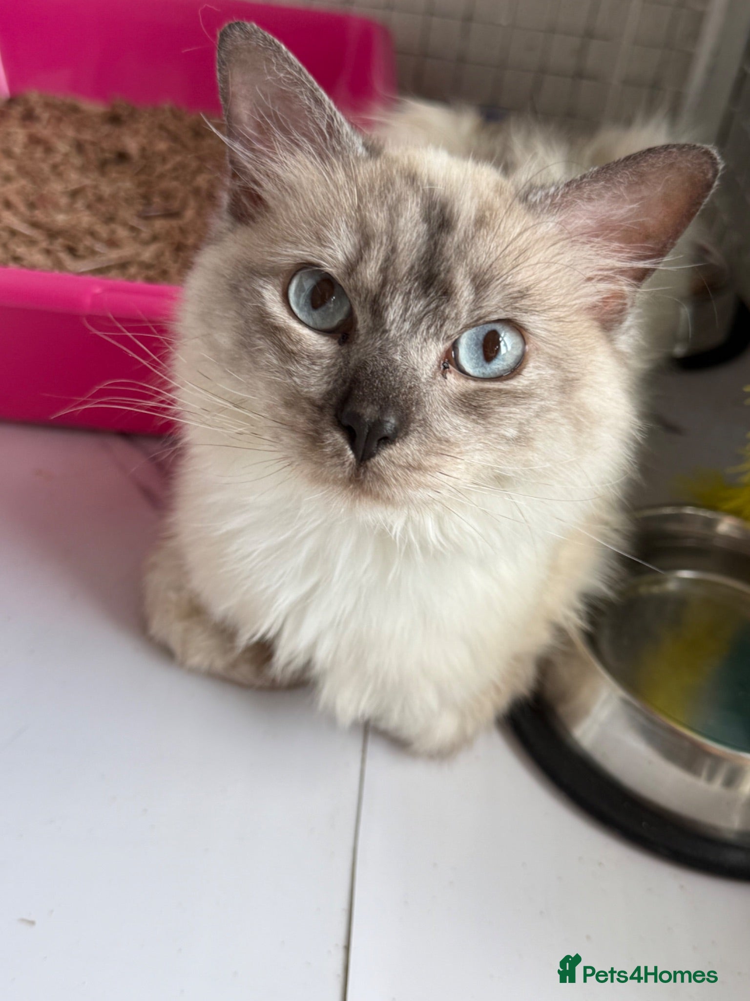 Ragdoll cats RAGDOLL MALE FREE  - Advert 2