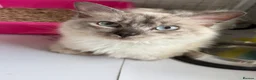 Ragdoll cats for sale: RAGDOLL MALE nice - Advert 1
