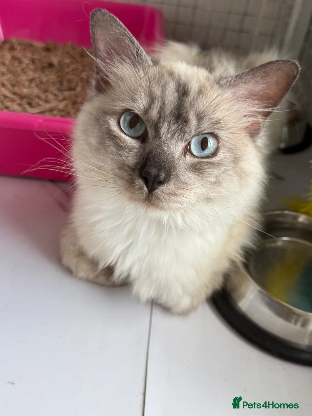 Ragdoll cats for sale: RAGDOLL MALE nice - Advert 1