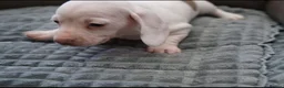 Miniature Dachshund dogs for sale: KC PIEBALD MINIATURE DACHSHUNDS in Birkenhead - Advert 20