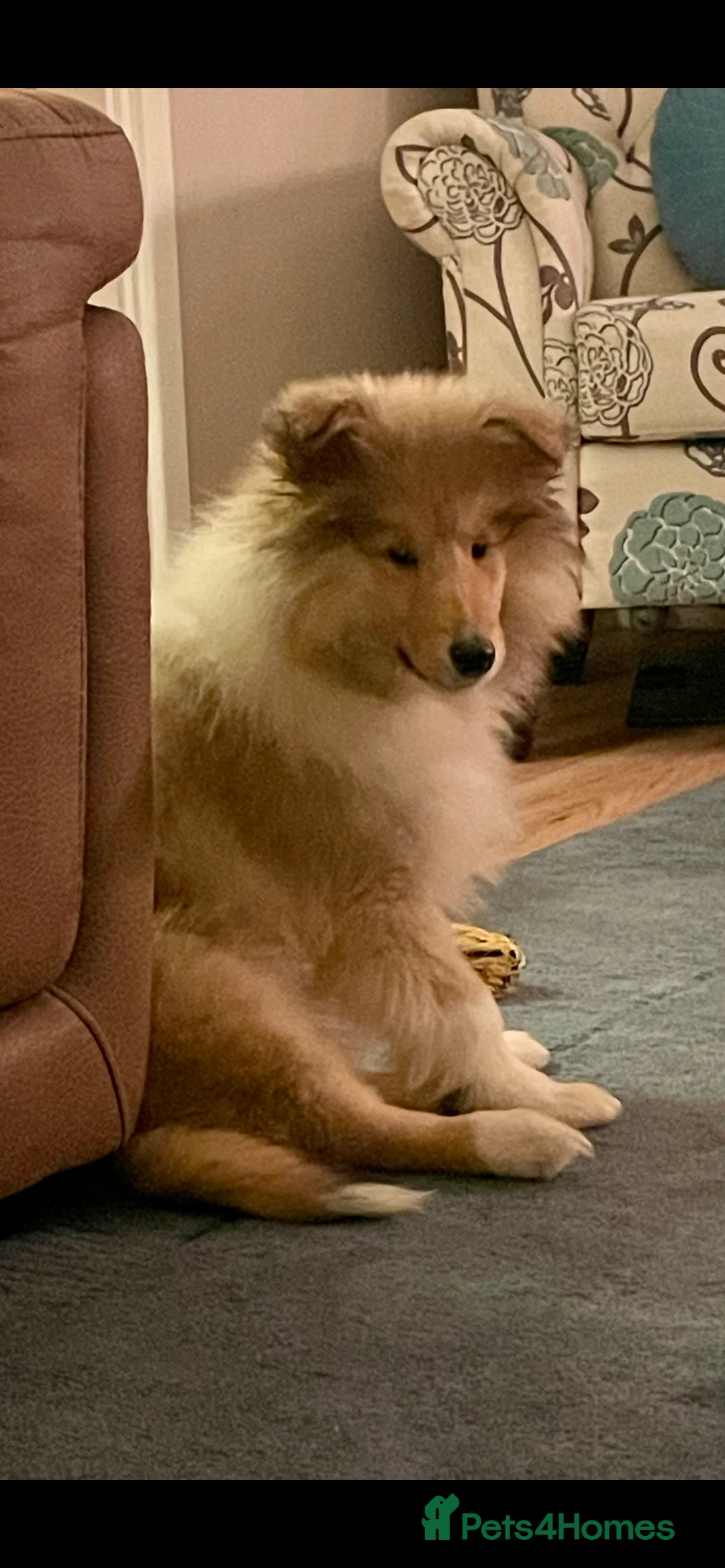 Rough Collie dogs for sale: KC Rough Collie Puppy  - Advert 2