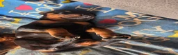 Dobermann dogs for sale: Doberman puppies  - Advert 4