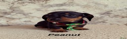 Miniature Dachshund dogs for sale: Miniature Dachshunds  - Advert 11