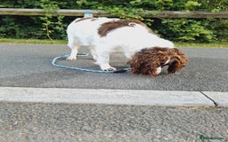 Sprocker dogs for sale: two year old sprocker looking for a loving home - Image 6