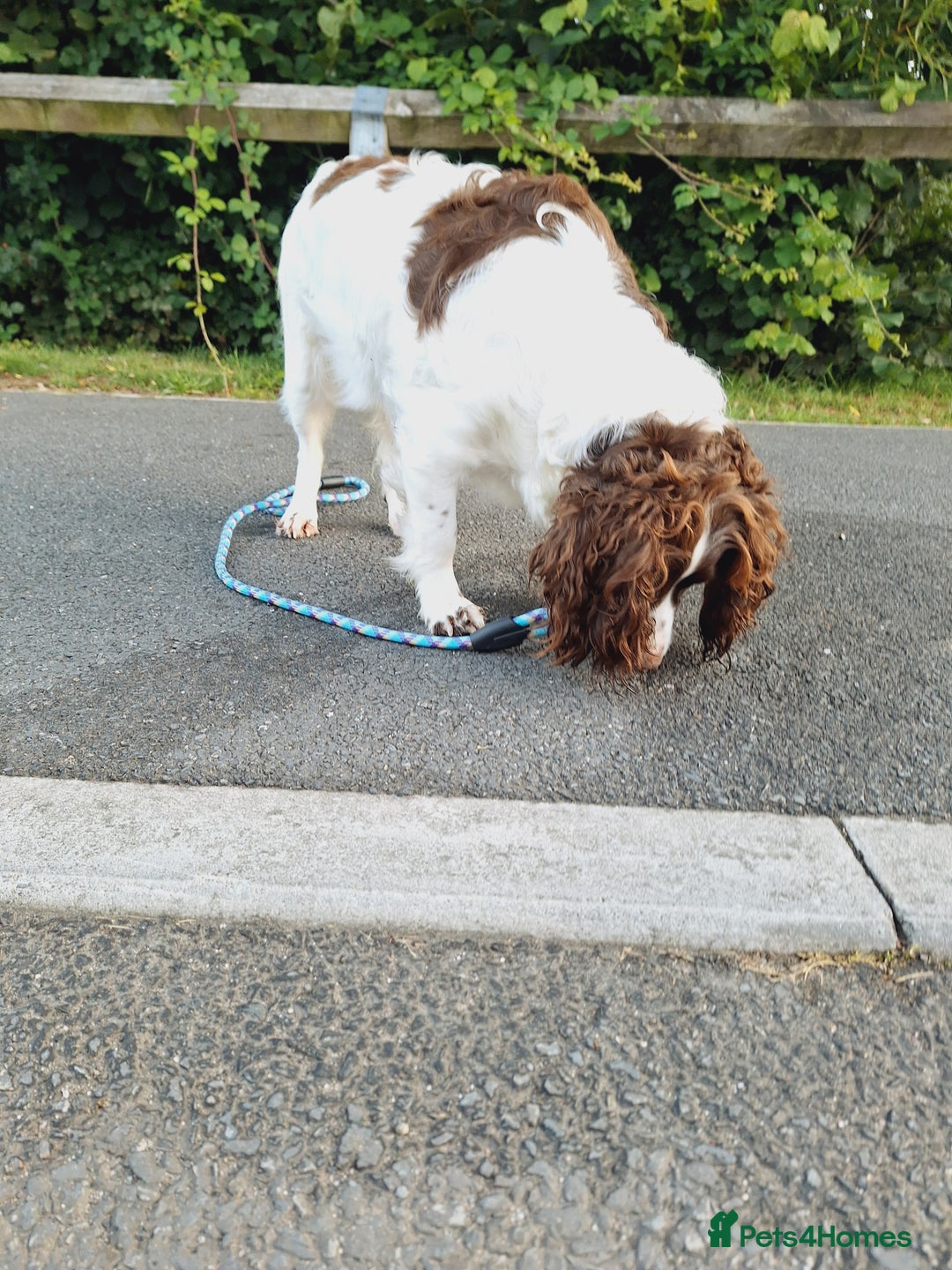 Sprocker dogs for sale: two year old sprocker looking for a loving home - Image 6