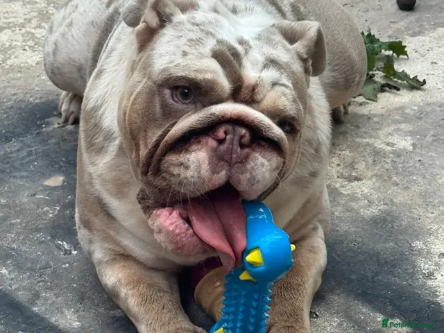 English Bulldog dogs Beautiful British bull dog puppies - Advert 1