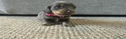 Dachshund dogs for sale: 🐾Beautiful Dachshund Puppies🐾 - Advert 7