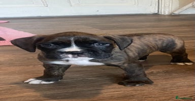 Boxer dogs - Advert 9