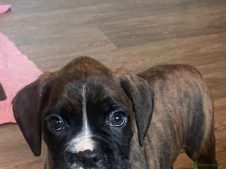 Boxer dogs ASTONISHING KC REGISTERED BOXER PUPPIES! - Advert 1