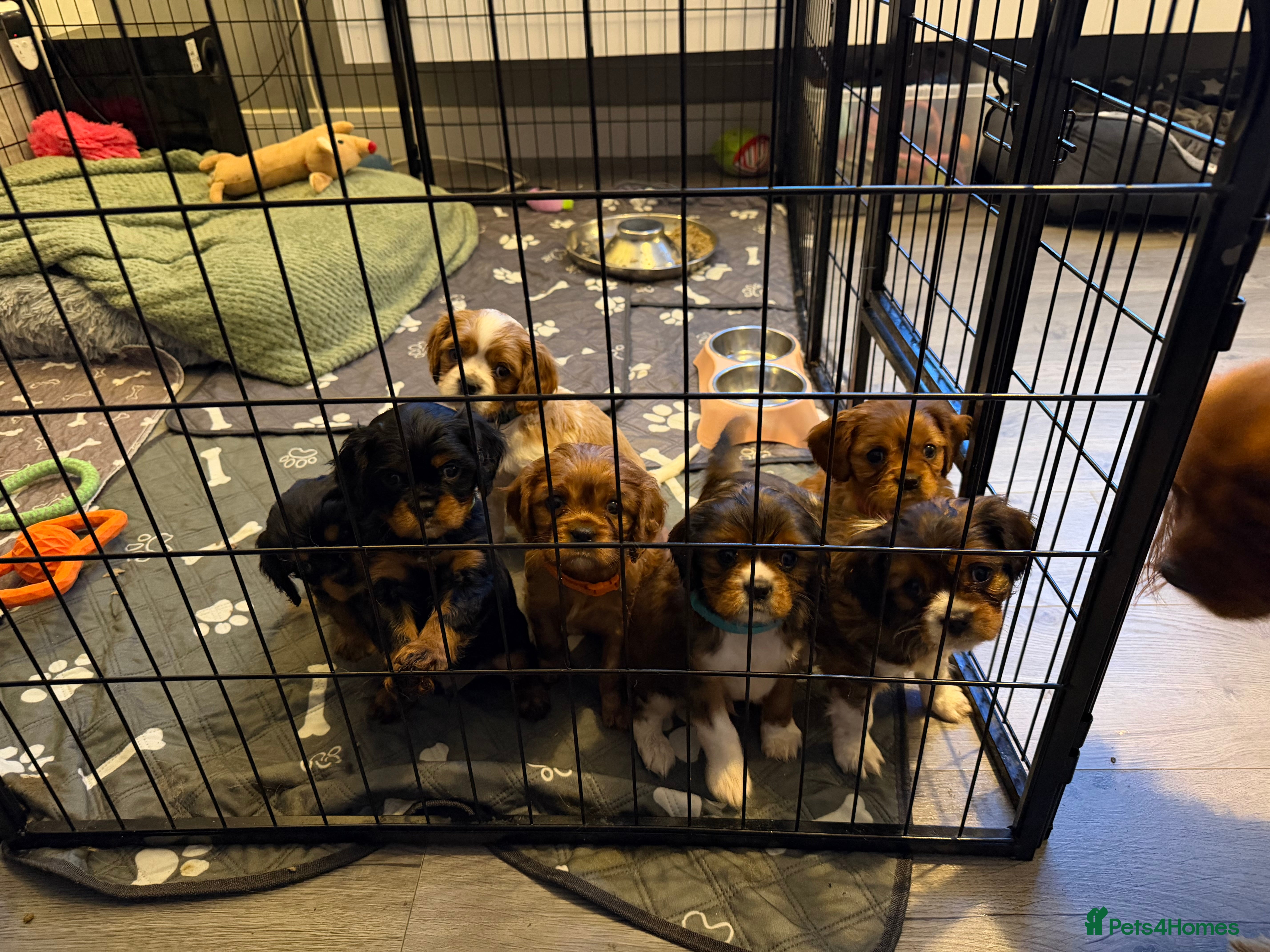 Cavalier King Charles Spaniel dogs Cavalier King Charles Spaniels Puppies for sale - Advert 6