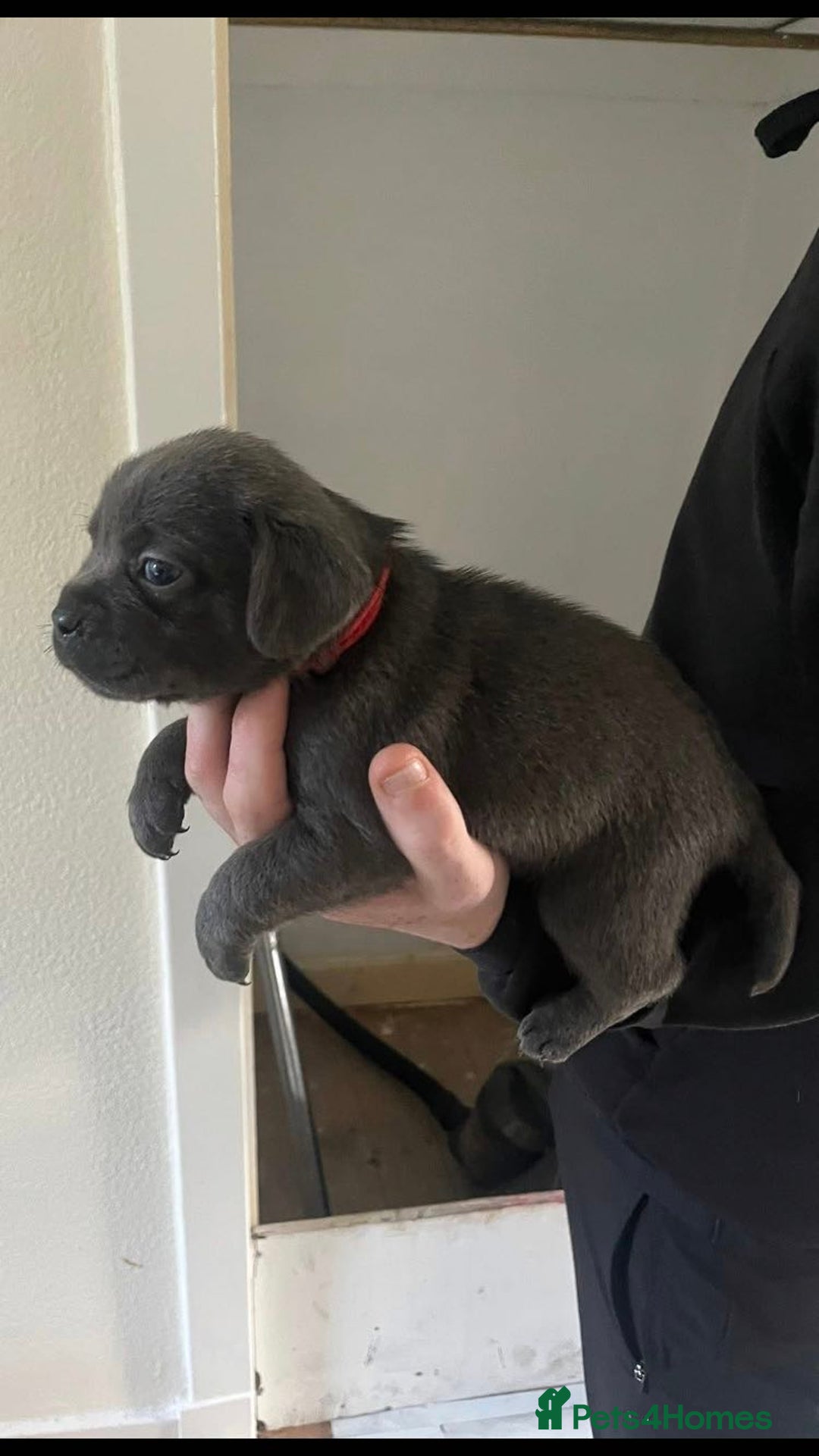 Labrador Retriever dogs for sale: Silver labrador puppys - Image 5