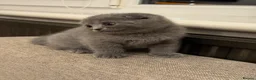 Scottish Fold cats for sale: 💙 Beautiful Blue Scottish Fold Girl - Advert 5