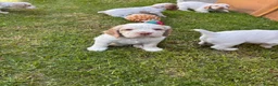 Mixed Breed dogs for sale: Clumber x Puppies  - Advert 12
