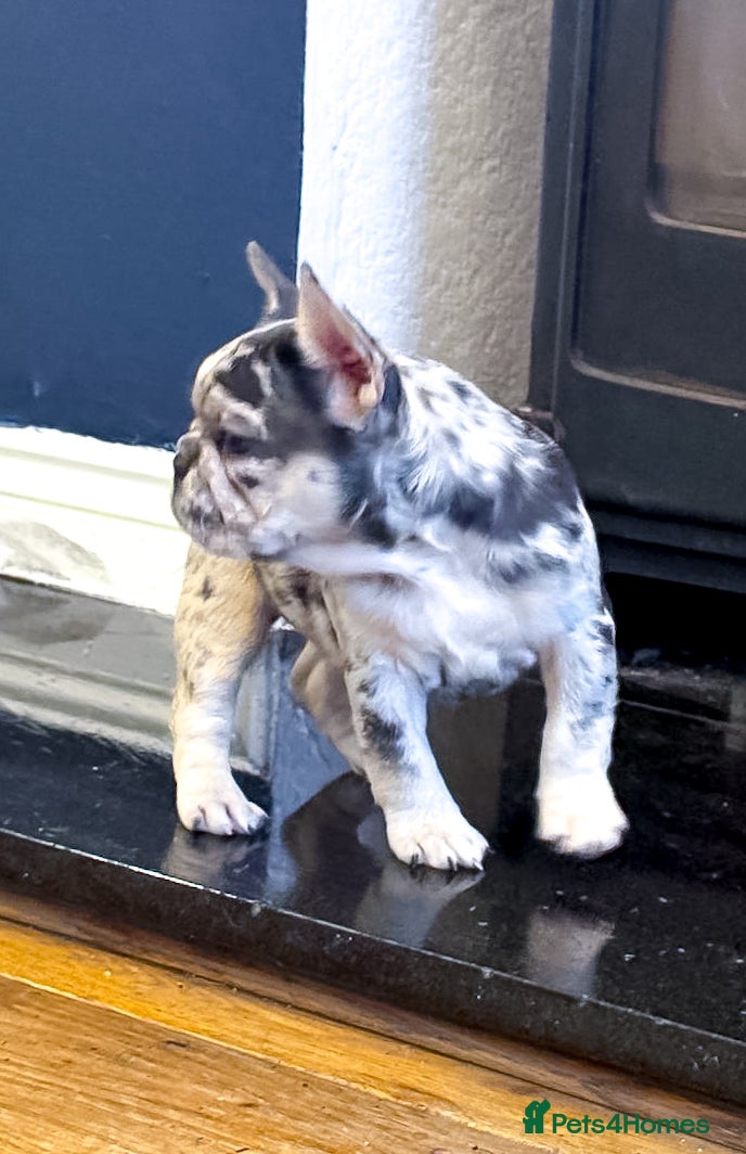French Bulldog dogs  🐾 Exceptional French Bulldog Puppies 🐾 - Advert 1