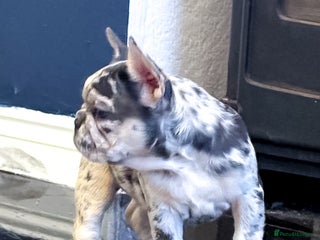 French Bulldog dogs 🐾 Exceptional French Bulldog Puppies 🐾 - Advert 1