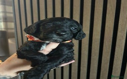 Cocker Spaniel dogs for sale: Cocker spaniel merle puppies - Image 19