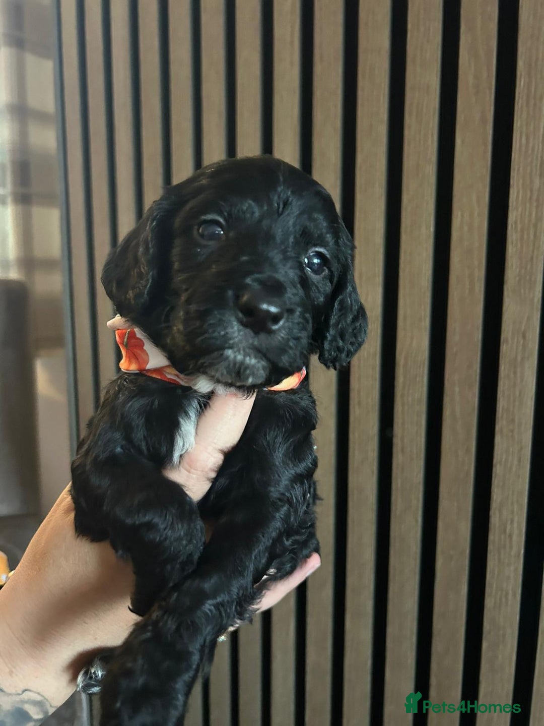 Cocker Spaniel dogs for sale: Cocker spaniel merle puppies - Image 19