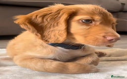 Cockapoo dogs for sale: Cocker spaniel puppy for sale - Image 2
