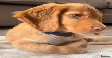 Cockapoo dogs - Advert 16