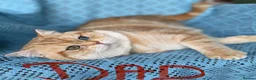 British Shorthair cats for sale: ✨Golden British Shorthair kittens ✨ - Advert 10