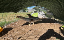 Chickens poultry for sale: White Cockerel - Image 1