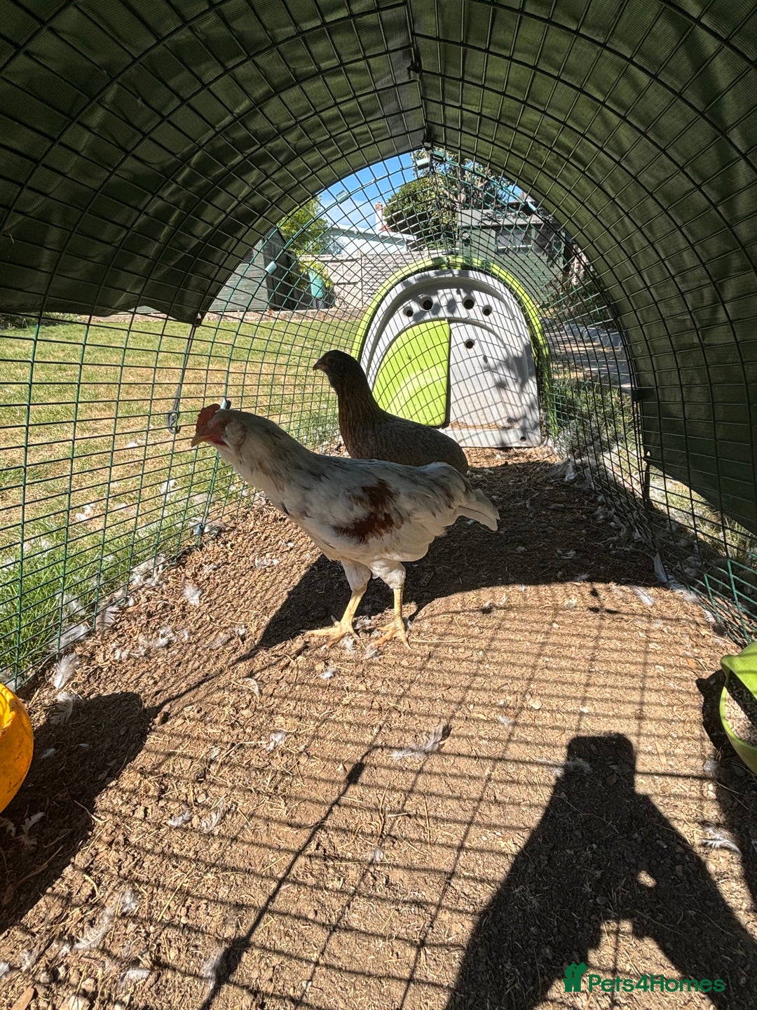 Chickens poultry for sale: White Cockerel - Image 1