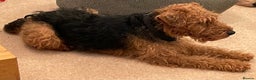 Welsh Terrier dogs for sale: Stunning female Welshie KC reg & health tested - Advert 3