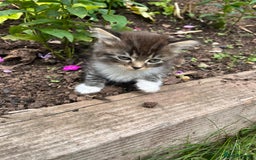 Ragdoll cats for sale: Beautiful Fluffy Ragdoll Cross Kittens For Sale - Image 6