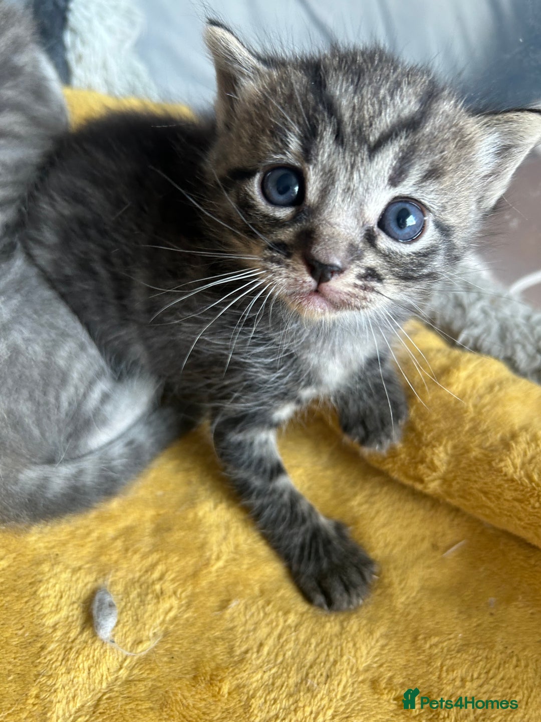 Ragdoll cats for sale: Ragdoll x bengal - Image 8