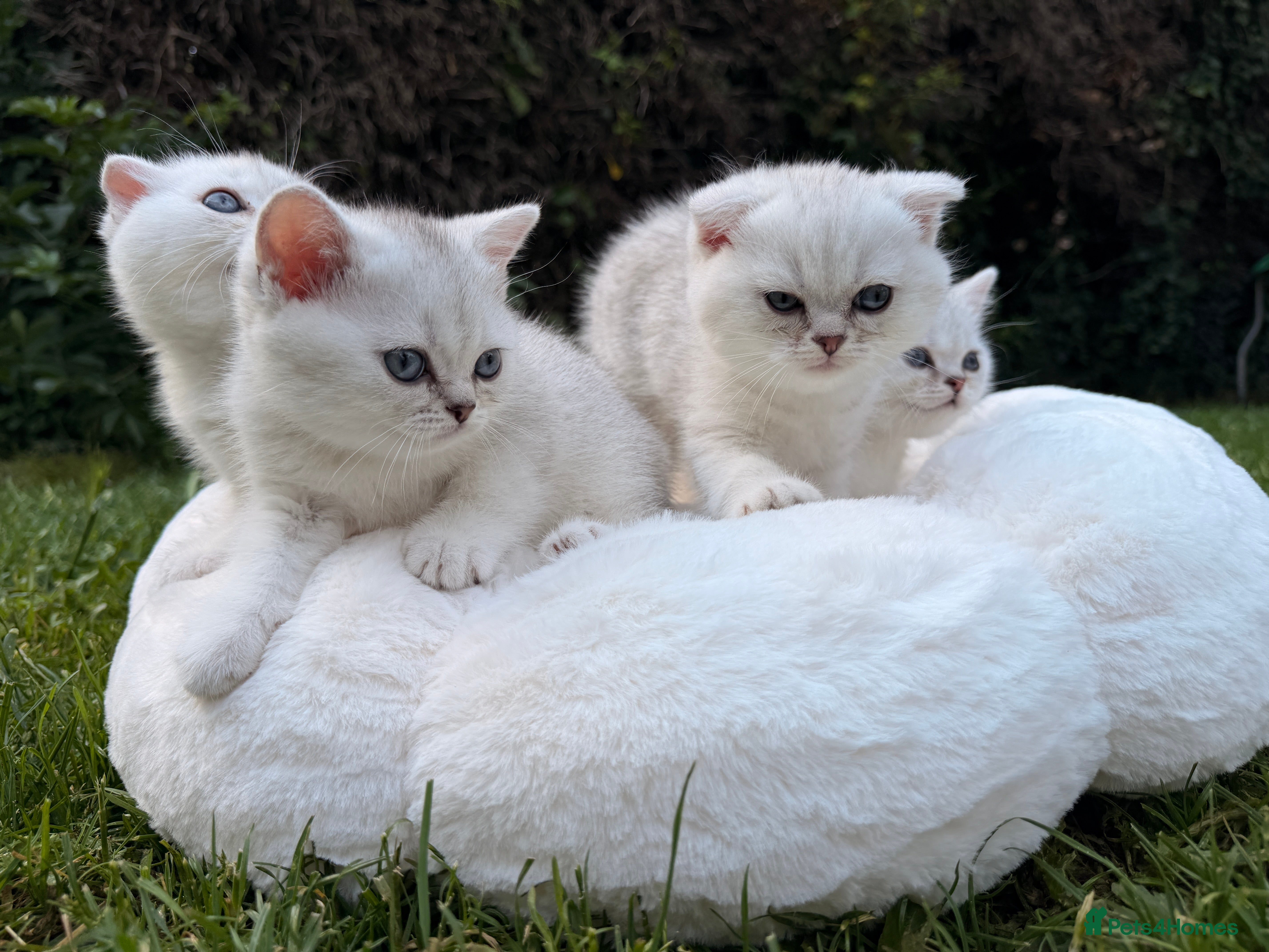 Scottish Fold cats for sale: Rare White Scottish Fold Kittens With Blue Eyes🩵 - Advert 6