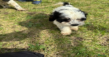 Cockapoo dogs - Advert 3