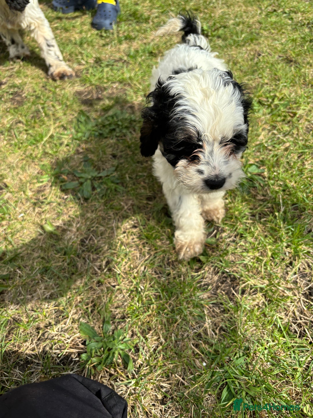 Cockapoo dogs for sale: AMERICAN COCKAPOO PUPPIES FOR SALE  - Image 2