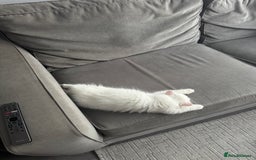 Persian cats for sale: 2 white Gorgeous Persian Boys - Image 10