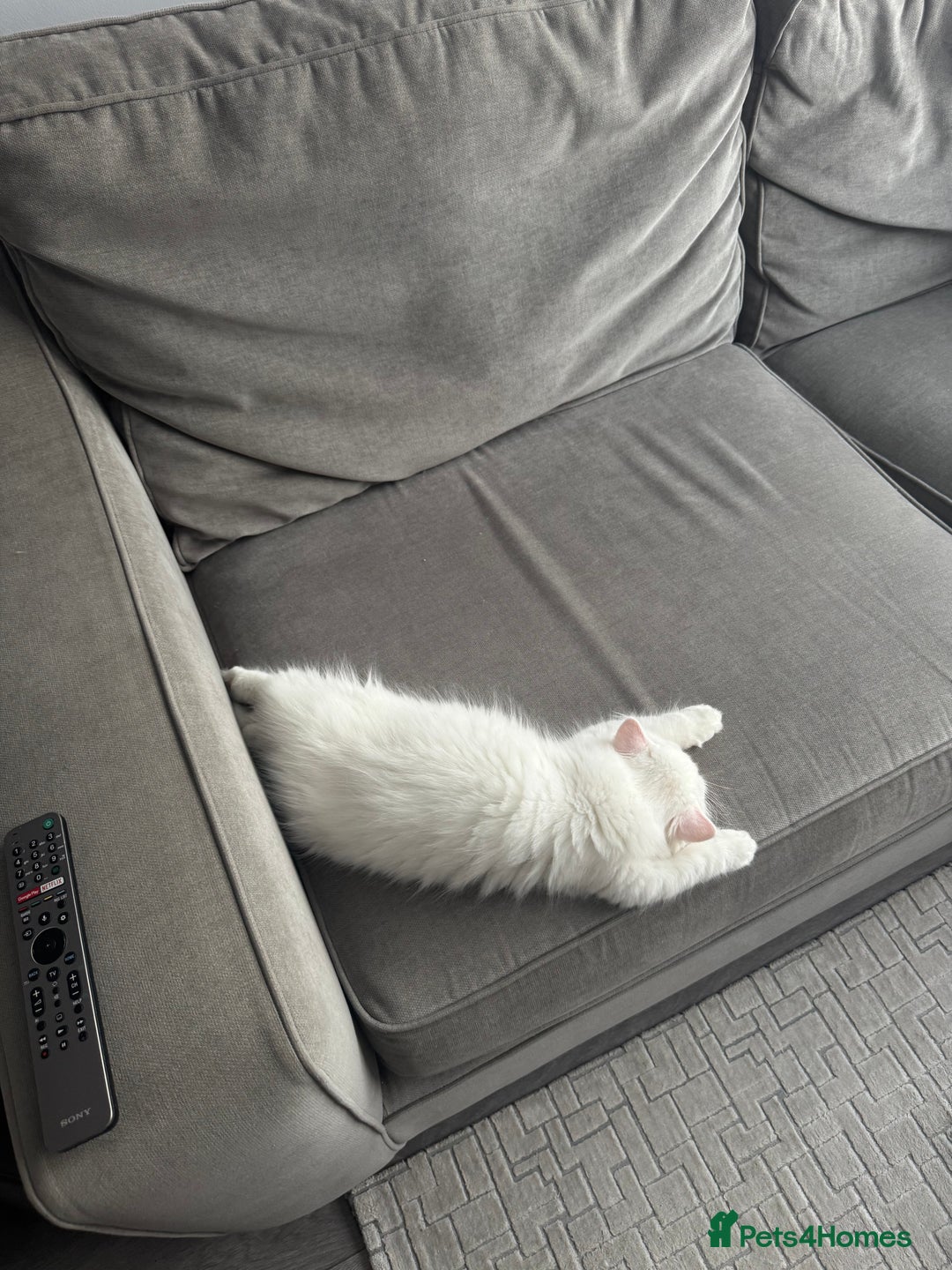 Persian cats for sale: 2 white Gorgeous Persian Boys - Image 10
