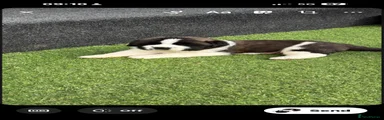 Saint Bernard 1