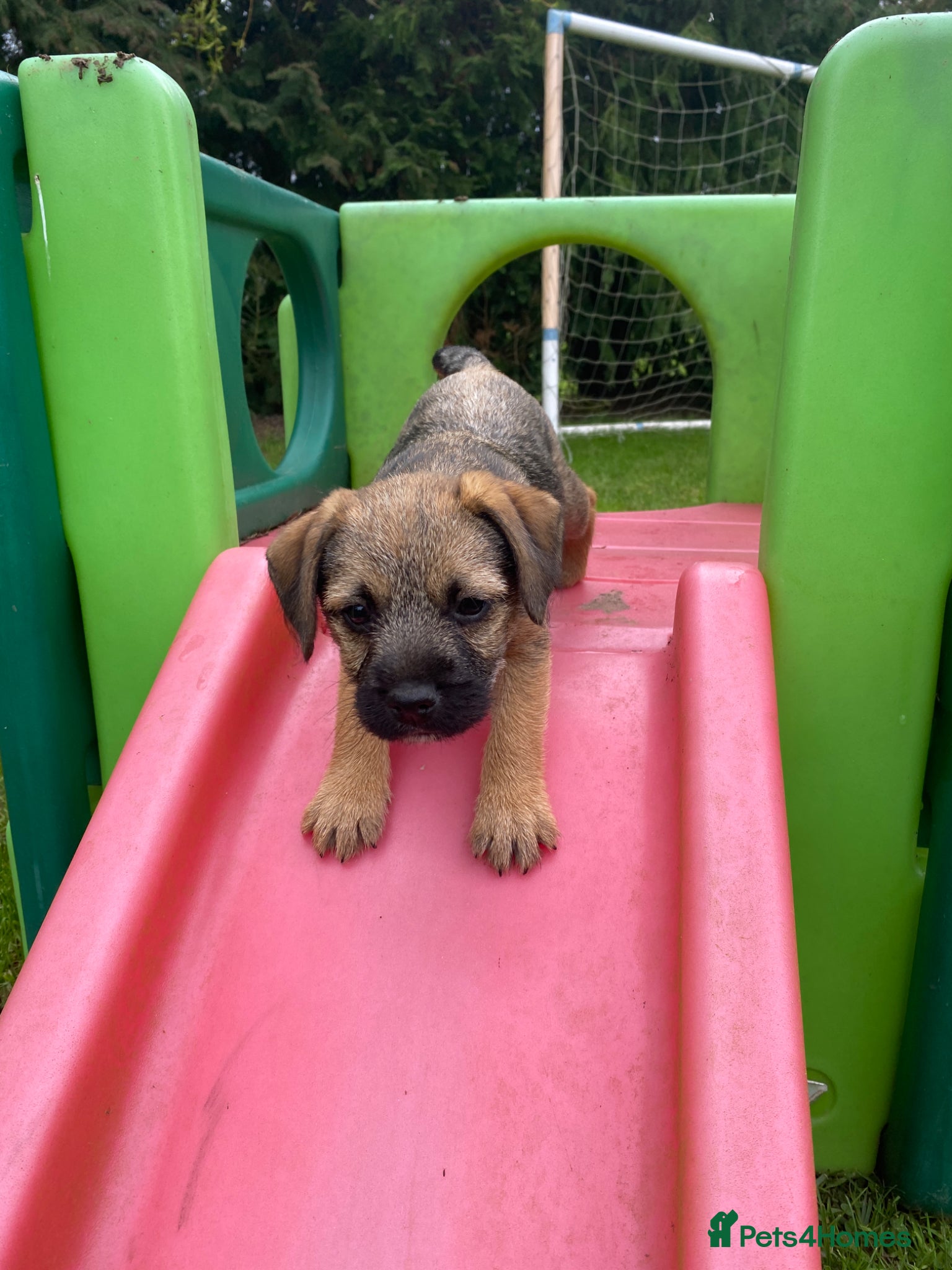 Border Terrier dogs Two KC Border Terrier Puppies - Advert 8