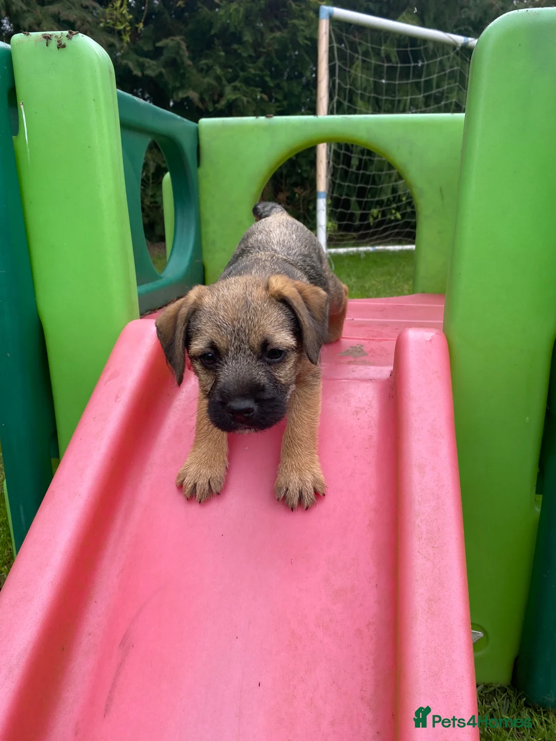 Border Terrier dogs for sale: Two KC Border Terrier Puppies - Advert 2