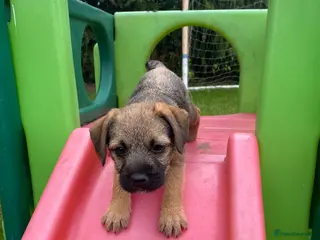 Border Terrier dogs Two KC Border Terrier Puppies - Advert 8