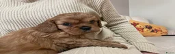 Cavalier King Charles Spaniel dogs for sale: Cavalier King Charles spaniels  - Advert 22
