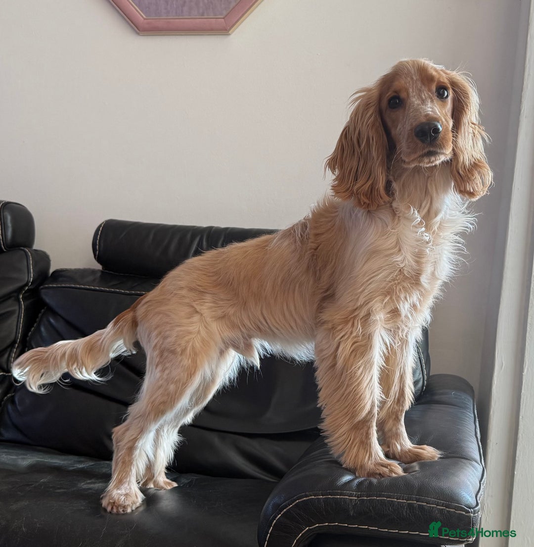 Cocker Spaniel dogs for sale: 1 year old cocker spaniel - very nervous - Image 5