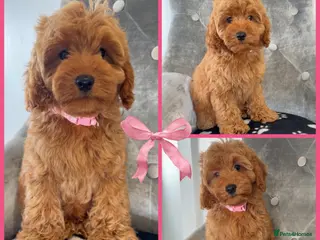 Cockapoo dogs Health clear F1B cockapoos - Advert 3
