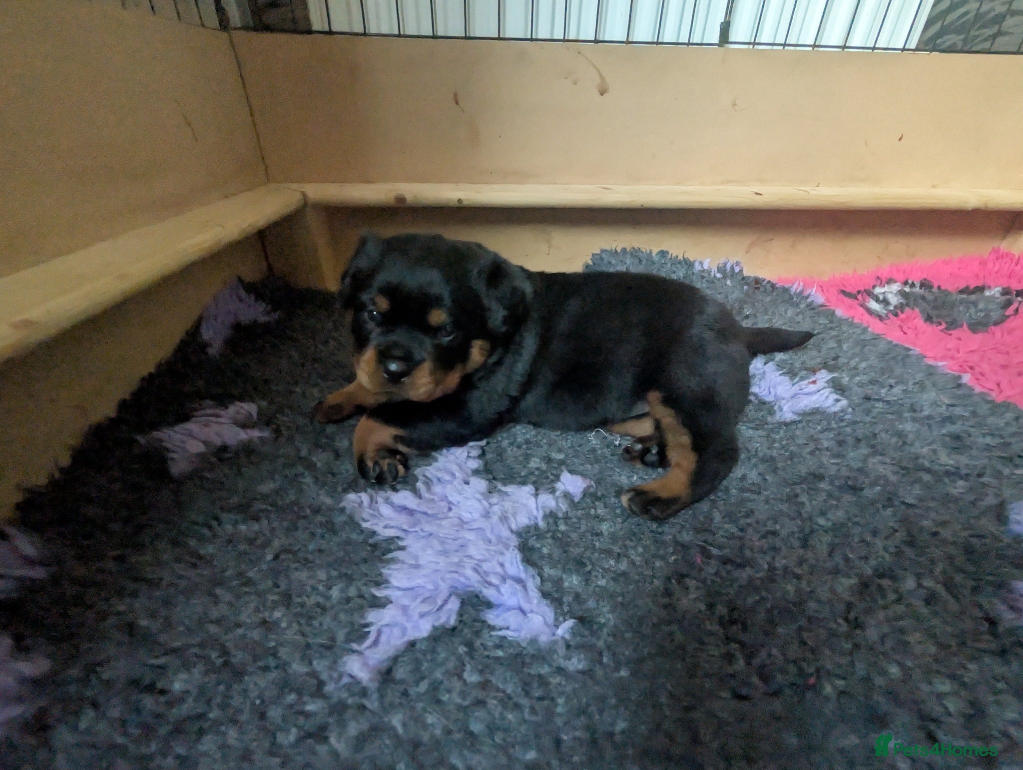 Rottweiler dogs for sale: Female Rottweiler pup for sale  - Advert 13