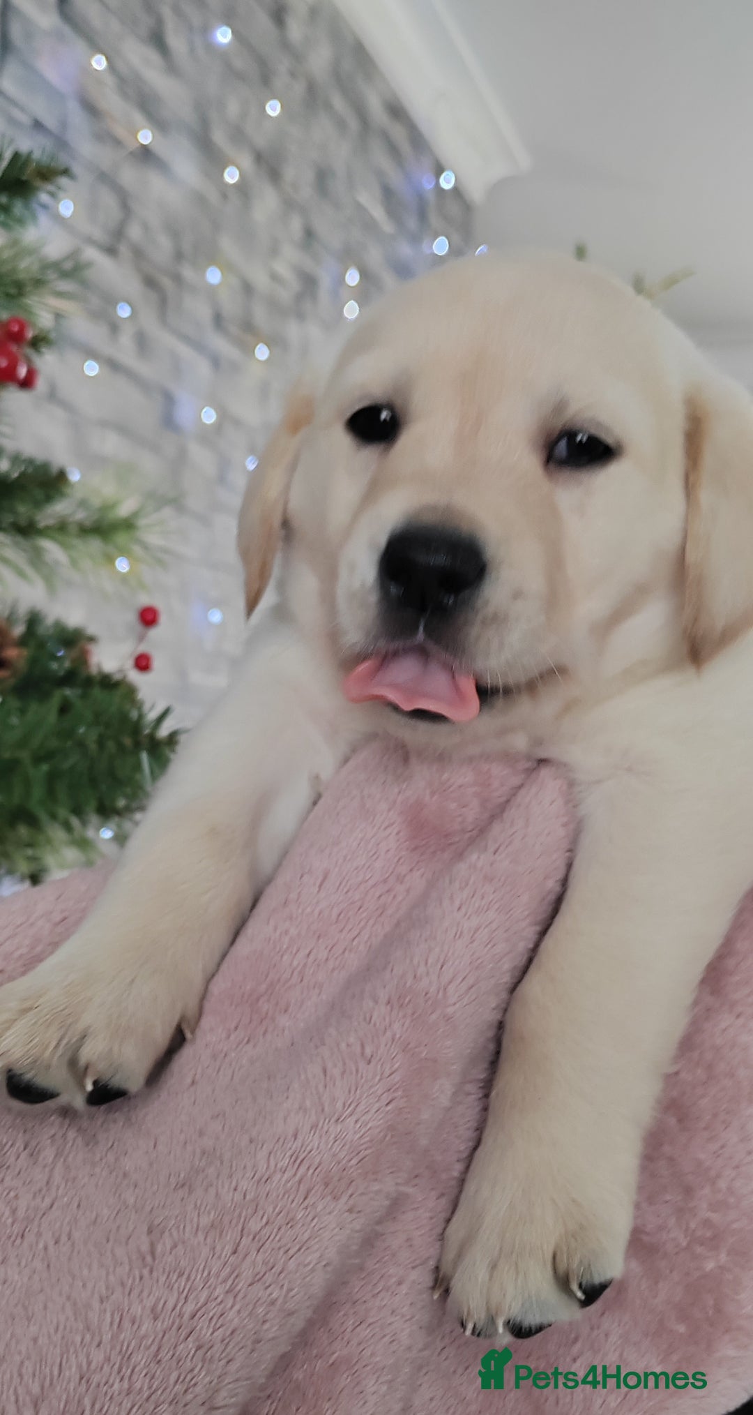 Goldador dogs for sale: Gorgeous Goldador puppies - Advert 3