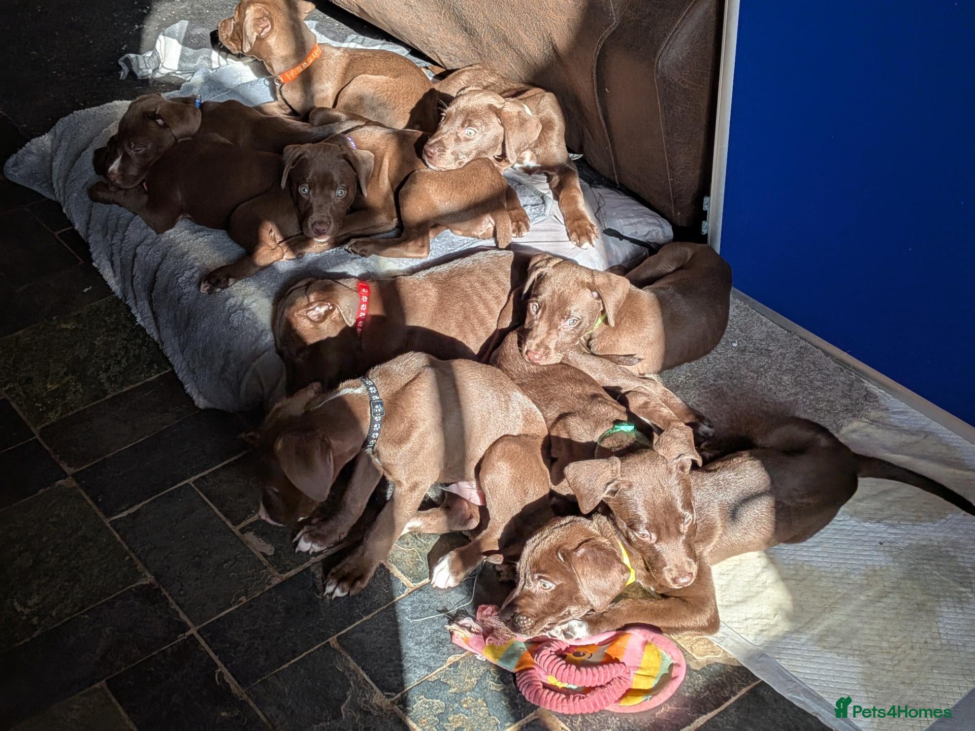 Mixed Breed dogs 10 Gorgeous male chocolate Labrador cross puppies  - Advert 2