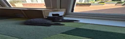 British Shorthair cats for sale: Bsh pedigree kittens  - Advert 5